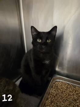 DORITO -  Domestic Short Hair Cat for Adoption in Hagerstown, Maryland - DORITO | PetCurious