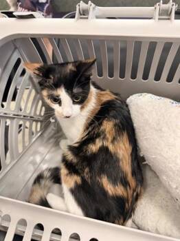 61236298 -  Domestic Short Hair Cat for Adoption in El Paso, Texas - 61236298 | PetCurious