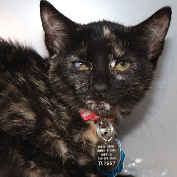 Rescue Domestic Short Hair Cats for Adoption in Port Washington, New York - Wool | PetCurious