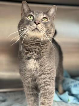 Rescue Domestic Short Hair Cats for Adoption in Orland Hills, Illinois - William Good | PetCurious
