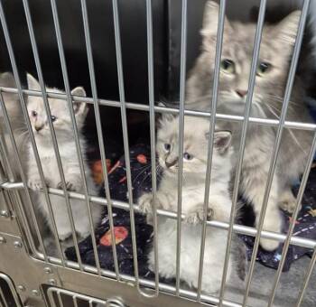 JOLLY RANCHER -  Domestic Medium Hair Cat for Adoption in Decatur, Illinois - JOLLY RANCHER | PetCurious