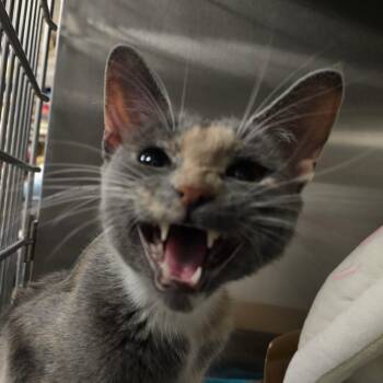 Domestic Short Hair Cats Available for Adoption in Waldorf, Maryland - Jessie | PetCurious