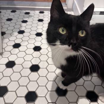 Fergus -  Domestic Short Hair Cat for Adoption in Montreal, Quebec - Fergus | PetCurious