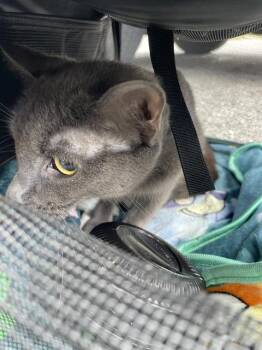 MILA -  Domestic Short Hair Cat for Adoption in Palmetto, Florida - MILA | PetCurious