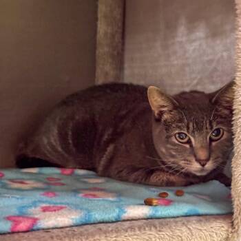 Yang *Bonded with Bee* -  Domestic Short Hair Cat for Adoption in Kennebunk, Maine - Yang *Bonded With Bee* | PetCurious