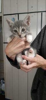 Moana -  Domestic Short Hair Cat for Adoption in Georgetown, Ohio - Moana | PetCurious
