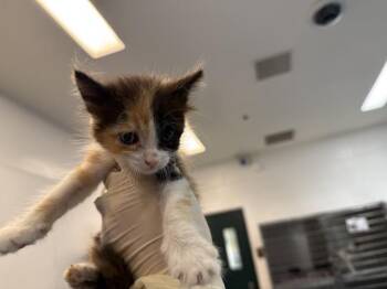A1933279 -  Domestic Short Hair Cat for Adoption in Thousand Palms, California - A1933279 | PetCurious