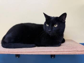 Domestic Short Hair Cats Available for Adoption in Syracuse, Indiana - Sam | PetCurious