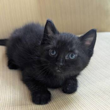 Domestic Medium Hair Cats Available for Adoption in Huntsville, Alabama - Midnight | PetCurious