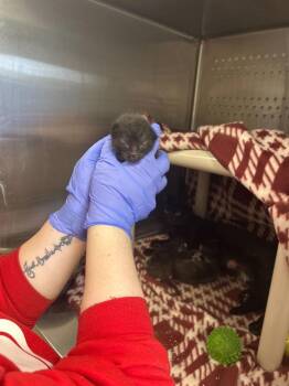 Domestic Short Hair Cats Available for Adoption - Succulent | PetCurious