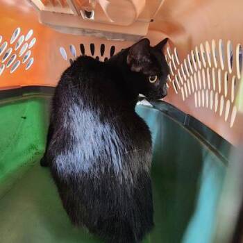 Midnight -  Domestic Short Hair Cat for Adoption in Verona, Wisconsin - Midnight | PetCurious