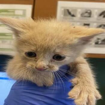Crackers -  Domestic Short Hair Cat for Adoption in Grantsville, Utah - Crackers | PetCurious