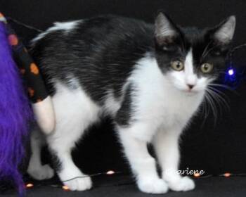 Rescue Domestic Short Hair Cats for Adoption in Newland, North Carolina - Maleficent | PetCurious