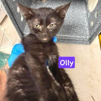 Olly -  Domestic Short Hair Cat for Adoption in Philadelphia, Pennsylvania - Olly | PetCurious
