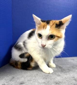 Fisk -  Calico Cat for Adoption in Hawk Point, Missouri - Fisk | PetCurious