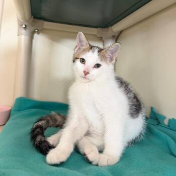 Hamm -  Domestic Short Hair Cat for Adoption in Spanish Fork, Utah - Hamm | PetCurious