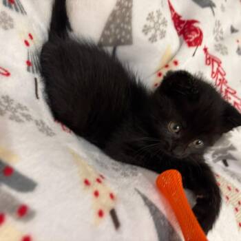 Mya -  Domestic Medium Hair Cat for Adoption in Webster, Texas - Mya | PetCurious