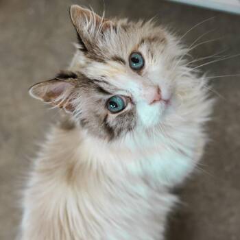 Myrtle -  Siamese and Domestic Medium Hair Cat for Adoption in Los Angeles, California - Myrtle | PetCurious