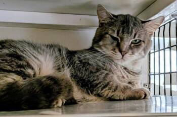 Domestic Short Hair Cats Available for Adoption in St. Augustine, Florida - Hindley | PetCurious