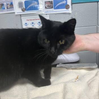 Michaela Jordan -  Domestic Short Hair Cat for Adoption in West Olive, Michigan - Michaela Jordan | PetCurious