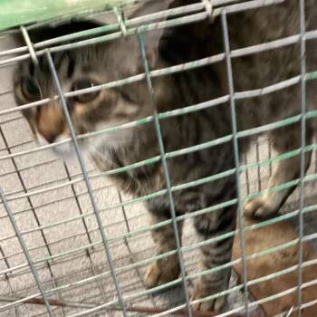 Tiger -  Domestic Short Hair Cat for Adoption in Montgomery, Alabama - Tiger | PetCurious