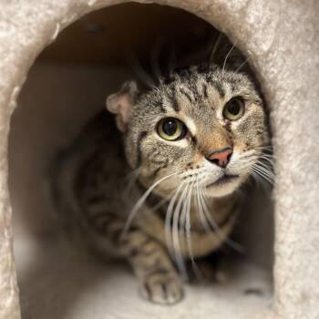 Domestic Short Hair Cats Available for Adoption - Adria | PetCurious