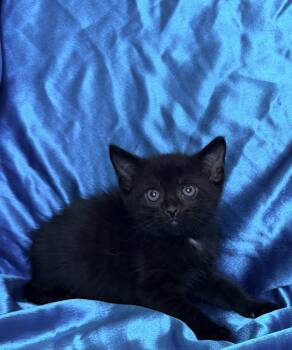 MASON -  Domestic Short Hair Cat for Adoption in Rowland Heights, California - MASON | PetCurious
