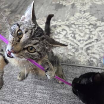 Almond Joy (AJ) -  Domestic Short Hair Cat for Adoption in Bismarck, North Dakota - Almond Joy (AJ) | PetCurious