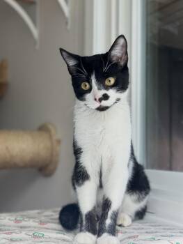 Rescue Domestic Short Hair Cats for Adoption in Milwaukee, Wisconsin - Michael Jordan | PetCurious