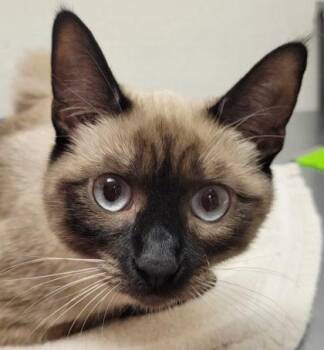 Pomni -  Domestic Short Hair Cat for Adoption in Eugene, Oregon - Pomni | PetCurious