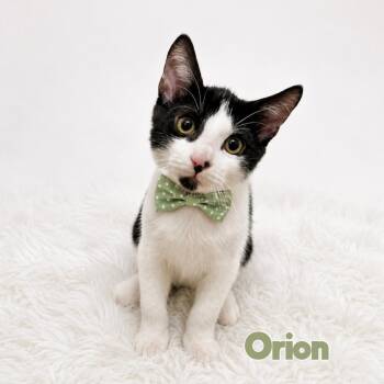 Orion -  Domestic Short Hair Cat for Adoption in Fort Lauderdale, Florida - Orion | PetCurious