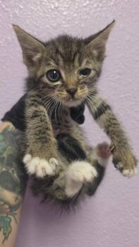 61055205 -  Domestic Short Hair Cat for Adoption in El Paso, Texas - 61055205 | PetCurious