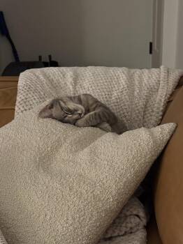 Domestic Short Hair Cats Available for Adoption - Hazel Grady | PetCurious