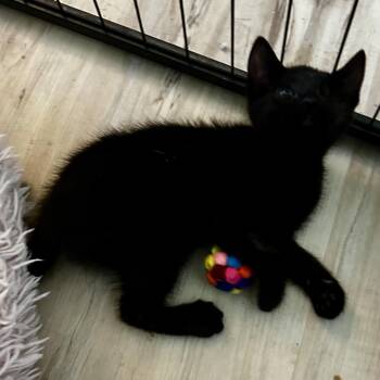 Domestic Medium Hair Cats Available for Adoption in Moses Lake, Washington - Twyla | PetCurious