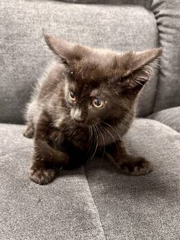 Emberleaf -  Domestic Short Hair Cat for Adoption in Midland, Michigan - Emberleaf | PetCurious