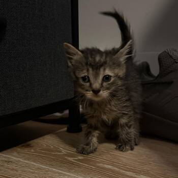Jeffer -  Domestic Short Hair Cat for Adoption in Philadelphia, Pennsylvania - Jeffer | PetCurious