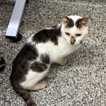 Butt Butt -  Domestic Short Hair Cat for Adoption in Morganton, North Carolina - Butt Butt | PetCurious