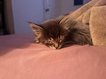 Shimmer -  Domestic Long Hair Cat for Adoption in Gardnerville, Nevada - Shimmer | PetCurious