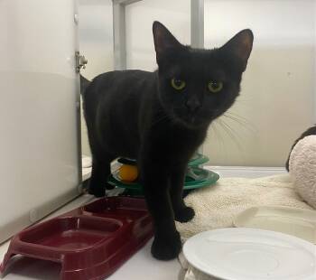 Rescue Domestic Short Hair Cats for Adoption in Raleigh, North Carolina - Camlet | PetCurious