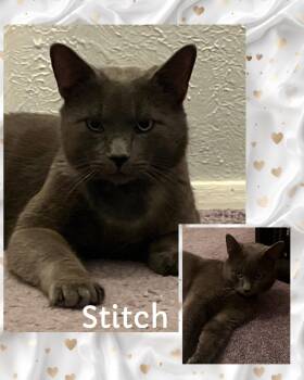 Russian Blue and Domestic Short Hair Cats Available for Adoption - Stitch | PetCurious