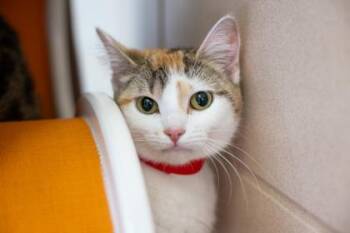 Princess Peach -  Domestic Short Hair Cat for Adoption in Golden Valley, Minnesota - Princess Peach | PetCurious