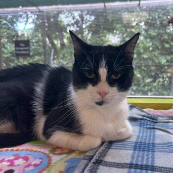 Bramble -  Domestic Short Hair Cat for Adoption in Fresno, California - Bramble | PetCurious