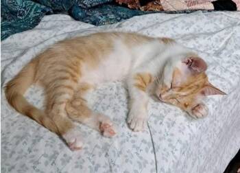 JARED -  Domestic Medium Hair Cat for Adoption in Springfield, Massachusetts - JARED | PetCurious