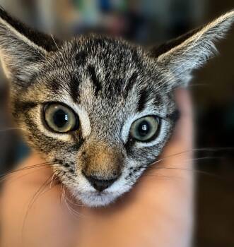 Sebastian -  Tabby Cat for Adoption in Fresno, California - Sebastian | PetCurious