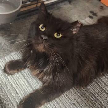 Domestic Long Hair Cats Available for Adoption - Nia | PetCurious