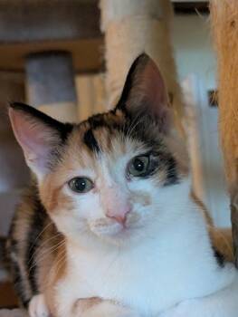 Ember 5149 -  Domestic Short Hair Cat for Adoption in Bonsall, California - Ember 5149 | PetCurious