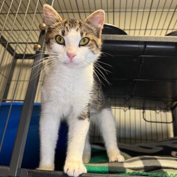 Firecracker -  Domestic Short Hair Cat for Adoption in Saginaw, Michigan - Firecracker | PetCurious