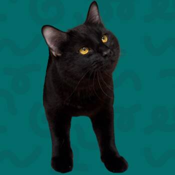 Domestic Medium Hair Cats Available for Adoption in Reno, Nevada - Garrison | PetCurious