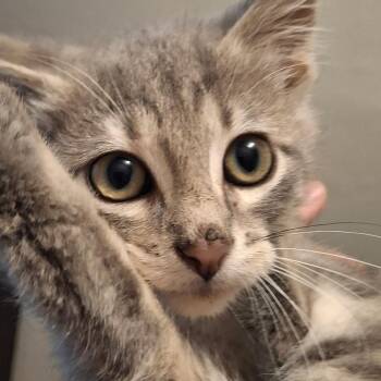 Benny -  Domestic Short Hair Cat for Adoption in Jamestown, North Dakota - Benny | PetCurious