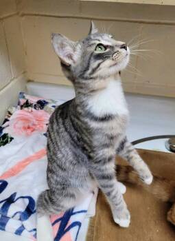 7872 Max -  Domestic Short Hair and Tabby Cat for Adoption in Hartwell, Georgia - 7872 Max | PetCurious